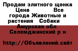 Продам элитного щенка › Цена ­ 30 000 - Все города Животные и растения » Собаки   . Амурская обл.,Селемджинский р-н